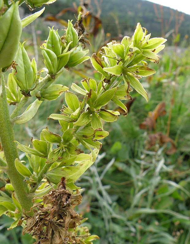 kýchavica biela lobelova Veratrum album subsp. lobelianum (Bernh.) Arcang.