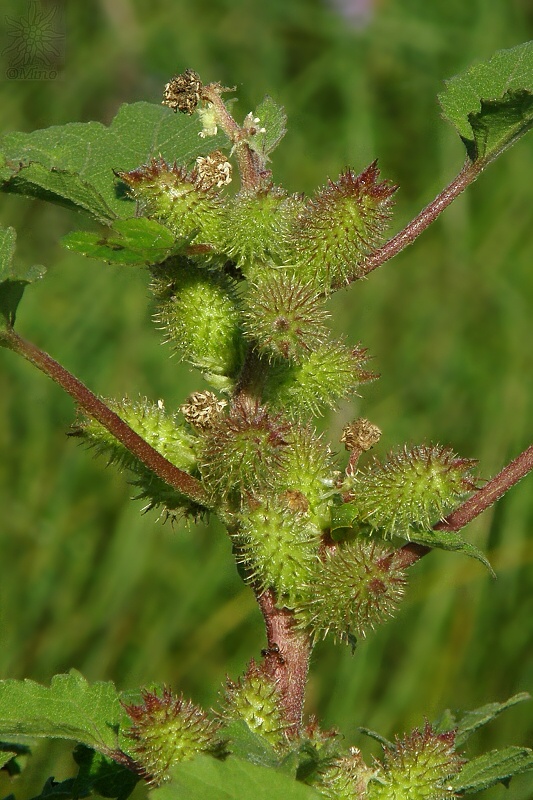 voškovník polabský Xanthium albinum  (Widder) H. Scholz