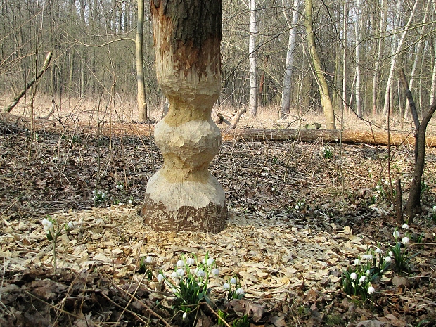 bobr umělec a bledule