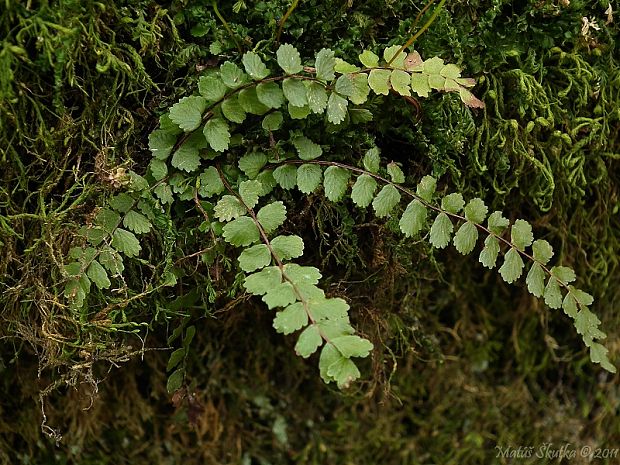 slezinník červený Asplenium trichomanes L. emend. Huds.