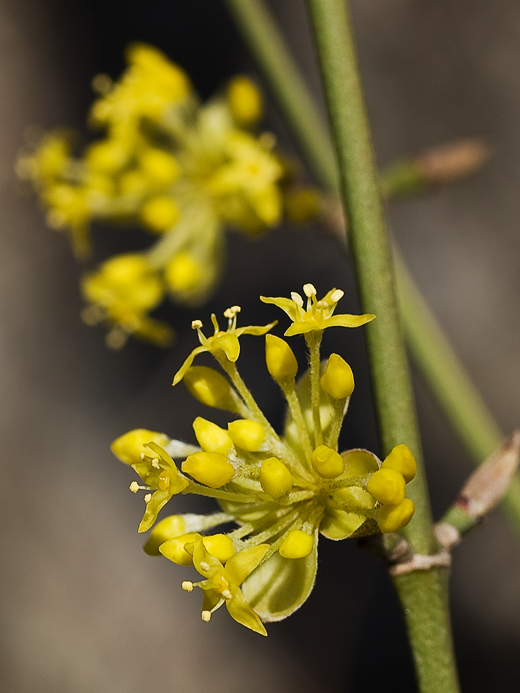 drieň obyčajný Cornus mas L.