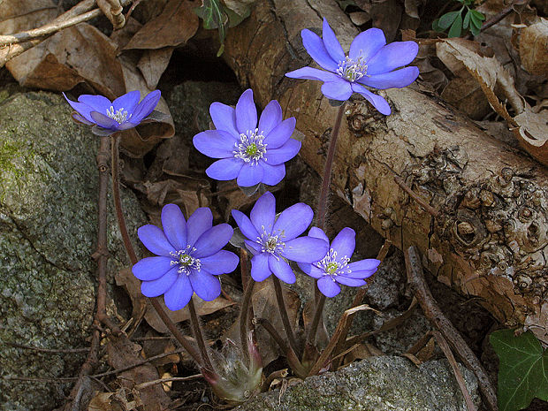 pečeňovník trojlaločný Hepatica nobilis Schreb.