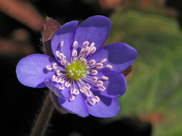 pečeňovník trojlaločný Hepatica nobilis Schreb.