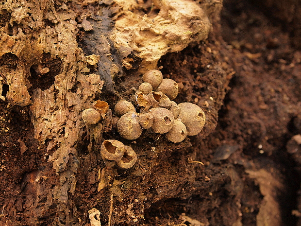 vlčinka ? Lycogala sp. ?