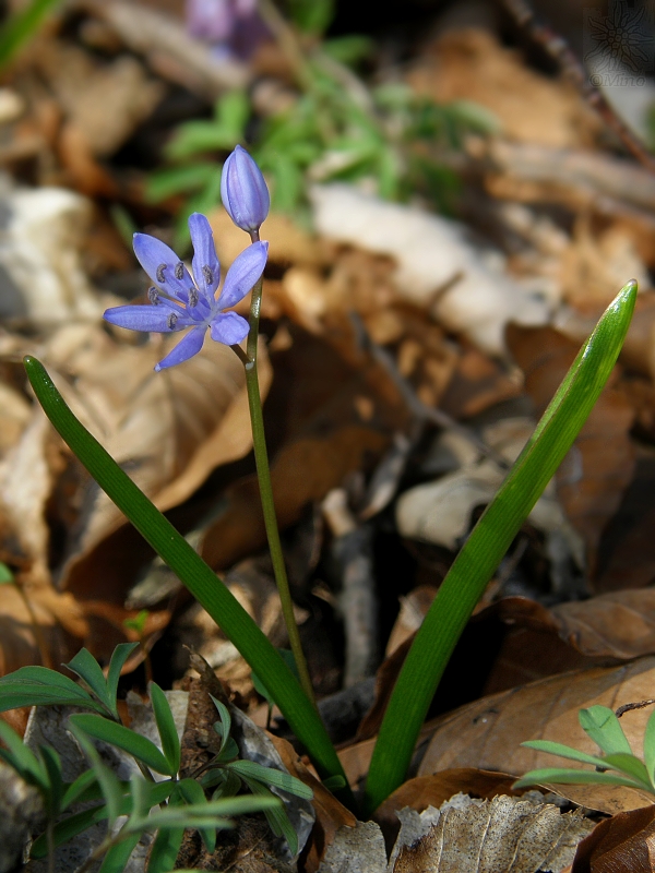 scila severná bukovská Scilla drunensis subsp. buekkensis (Speta) Kereszty