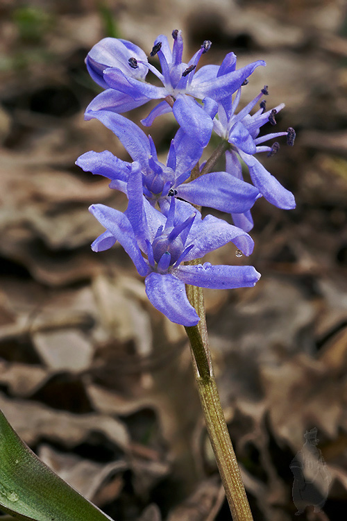 scila severná bukovská Scilla drunensis subsp. buekkensis (Speta) Kereszty