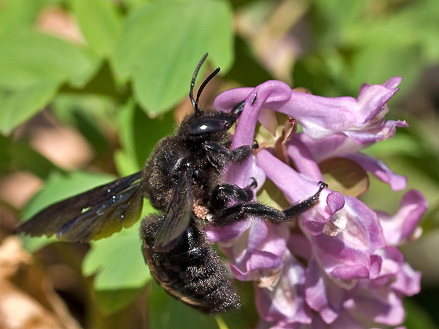 drevár fialový Xylocopa violacea