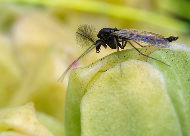 pakomár Chironomus