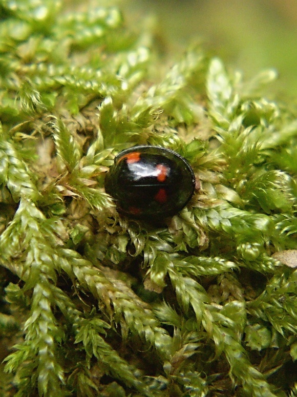 lienka štvorskvrnná Exochomus quadripustulatus