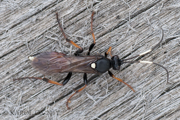 lumok Ichneumon emancipatus