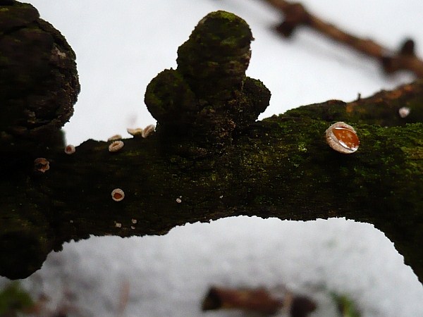 vlnuška Lachnellula sp.