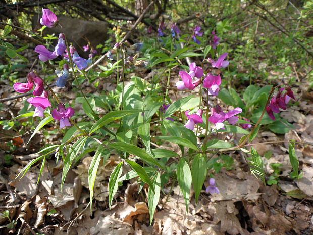 hrachor jarný Lathyrus vernus (L.) Bernh.