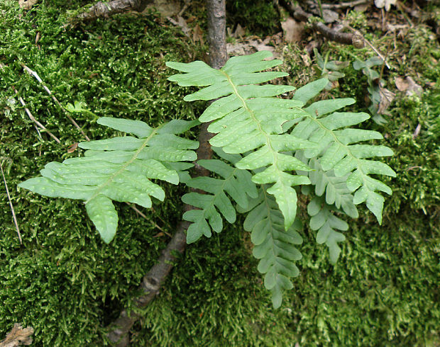 sladič obyčajný Polypodium vulgare L.