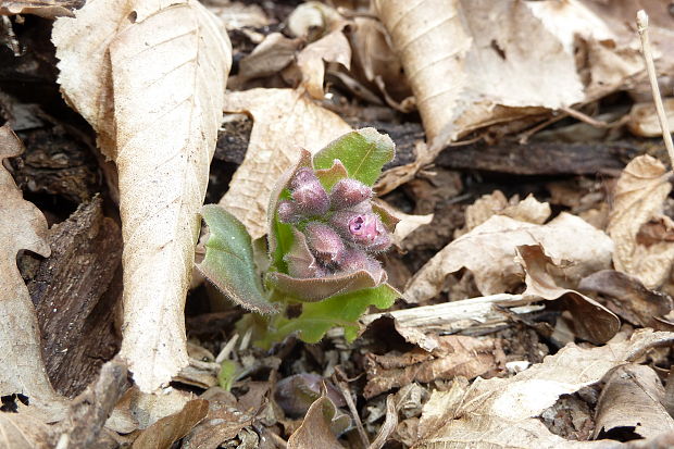 pľúcnik lekársky Pulmonaria officinalis L.