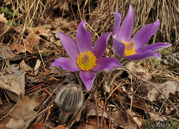 poniklec veľkokvetý Pulsatilla grandis Wender.