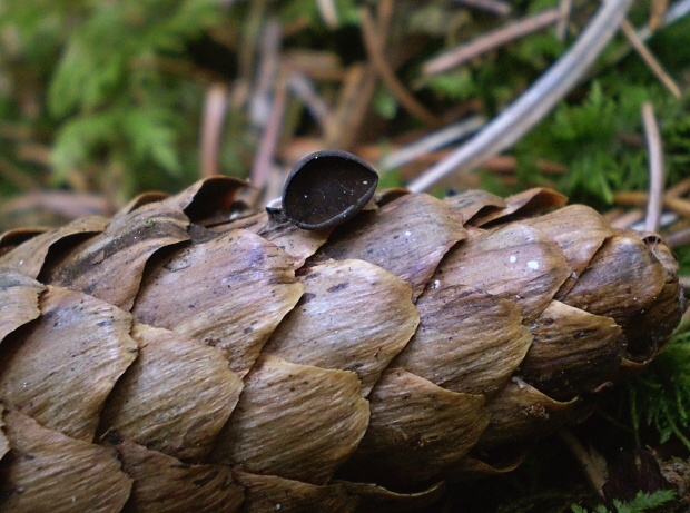 jahňadka smreková Rutstroemia bulgarioides (P. Karst.) P. Karst.