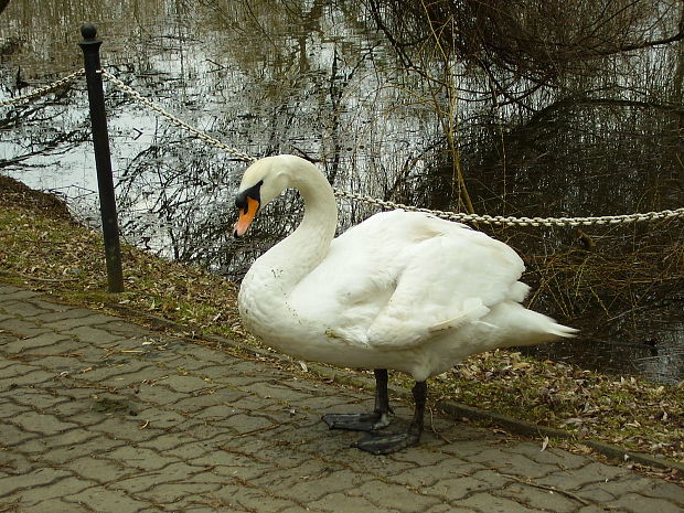 labuť