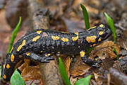  salamandra škvrnitá