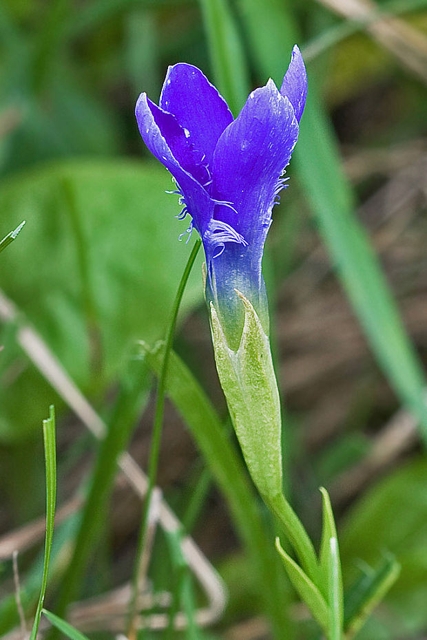 pahorec brvitý Gentianopsis ciliata (L.) Ma