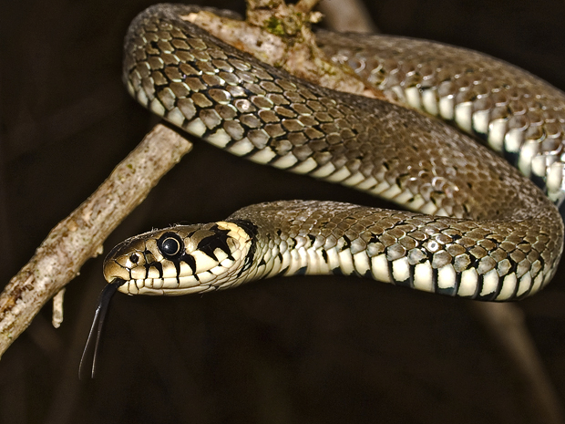 užovka obyčajná Natrix natrix