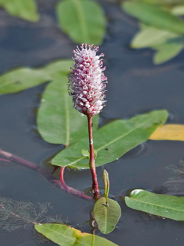 horčiak obojživelný Persicaria amphibia (L.) Delarbre