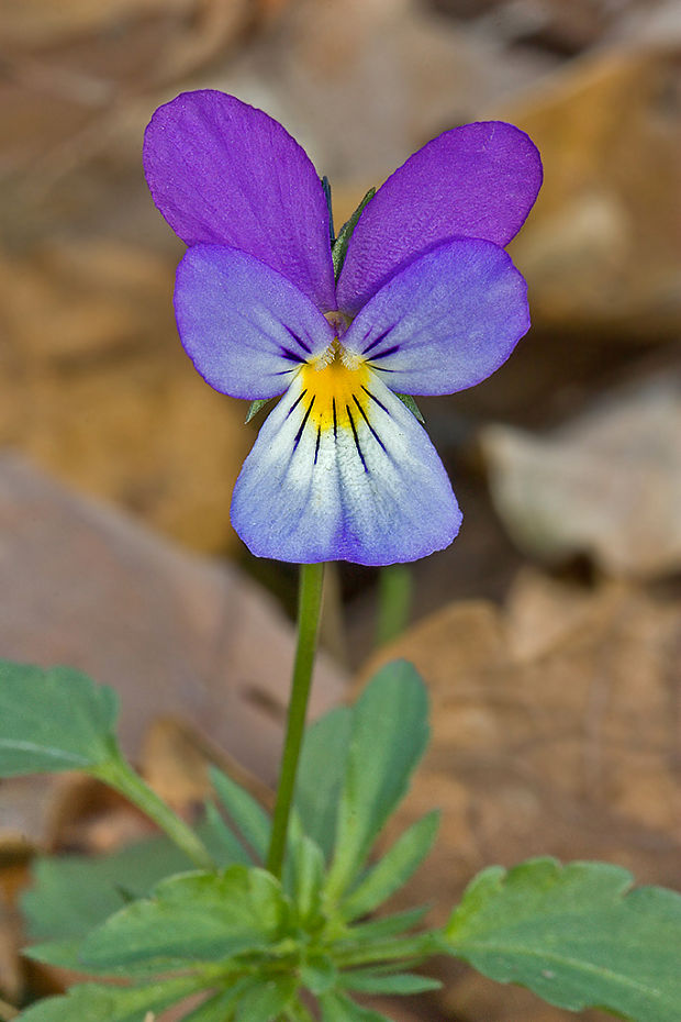 fialka trojfarebná Viola tricolor L. emend. F. W. Schmidt