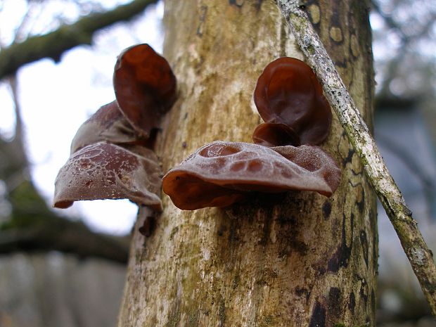 uchovec bazový Auricularia auricula-judae (Bull.) Quél.