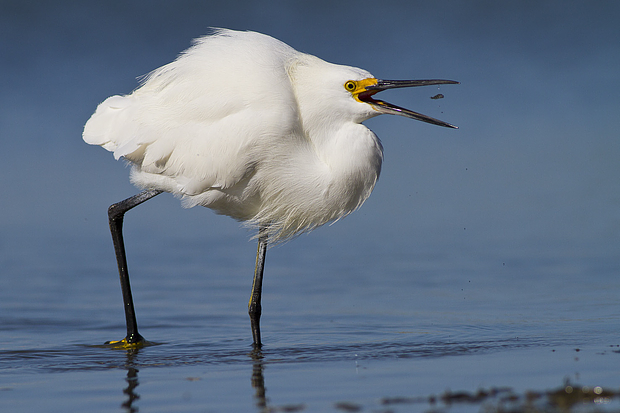 volavka Egretta garzetta