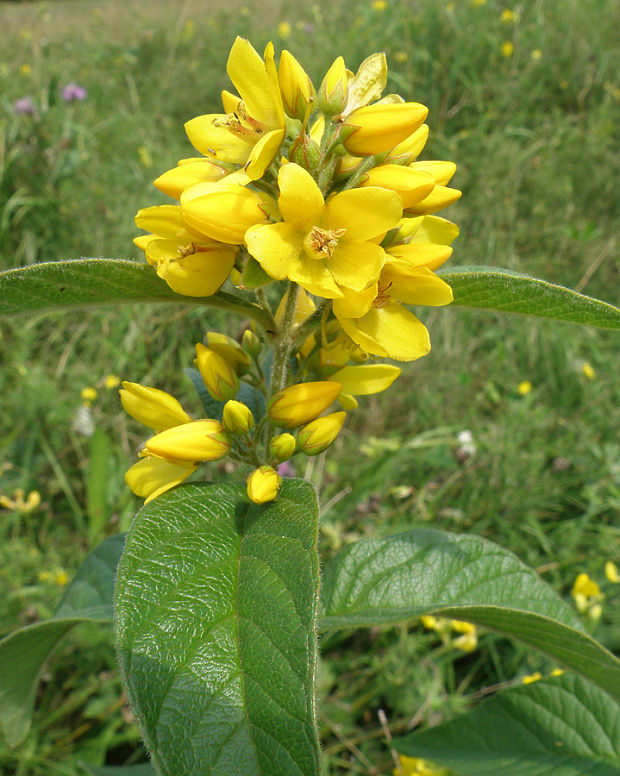 čerkáč obyčajný Lysimachia vulgaris L.