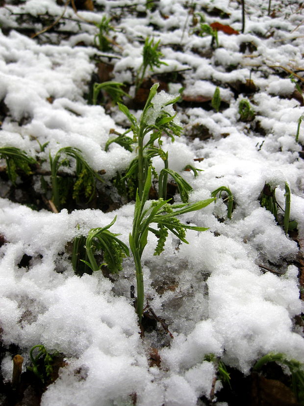 bažanka trváca Mercurialis perennis L.