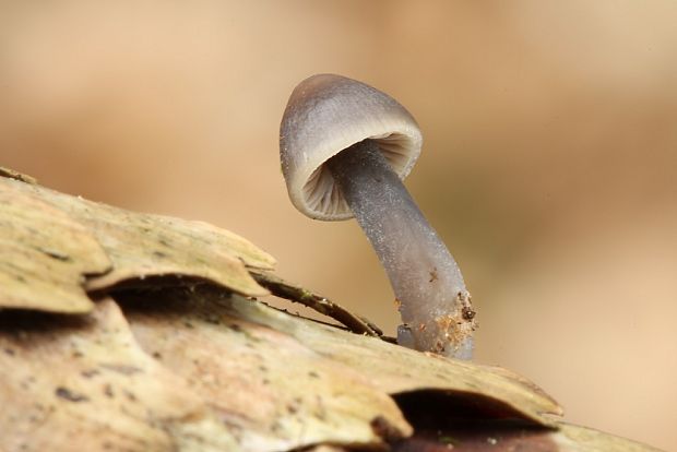 prilbička šišková Mycena strobilicola J. Favre & Kühner