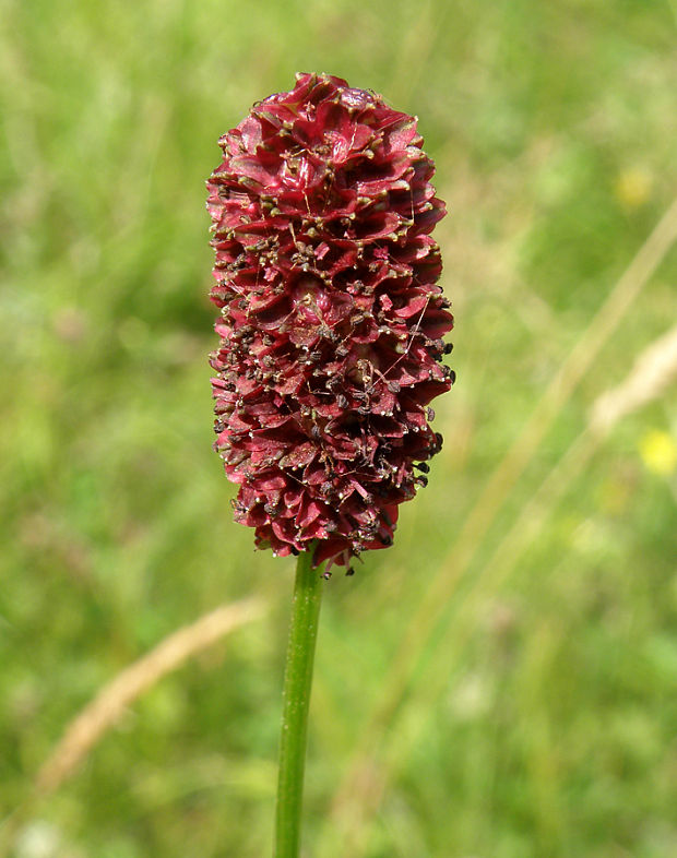 krvavec lekársky Sanguisorba officinalis L.