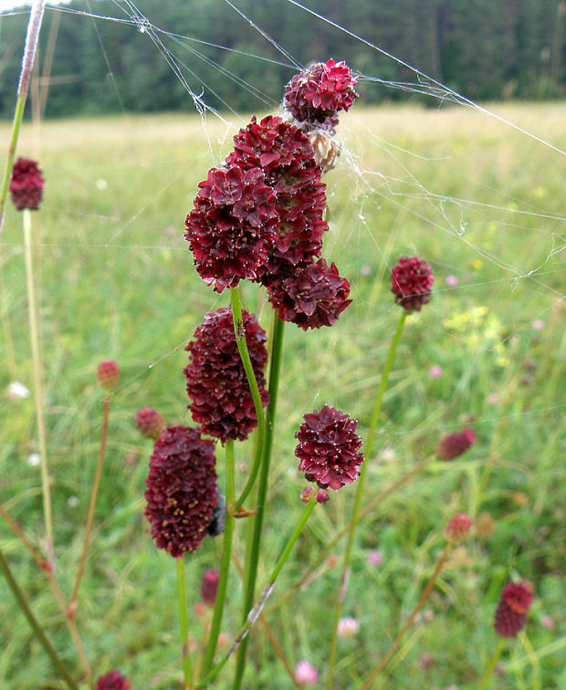 krvavec lekársky Sanguisorba officinalis L.