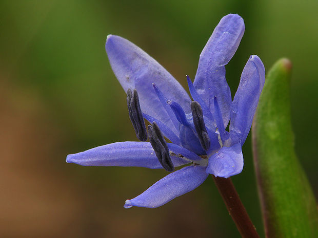 scila severná Scilla drunensis (Speta) Speta