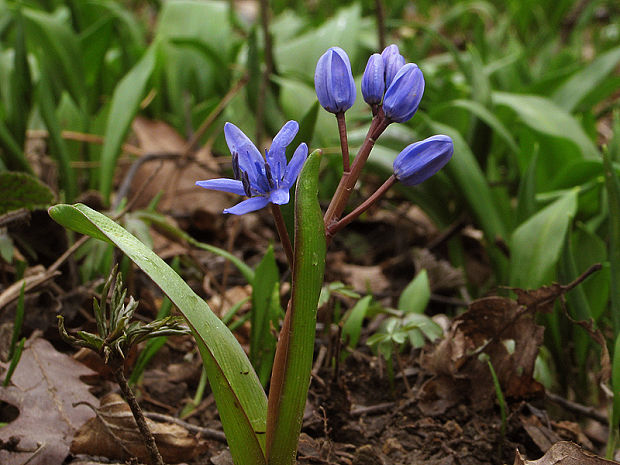 scila severná Scilla drunensis (Speta) Speta