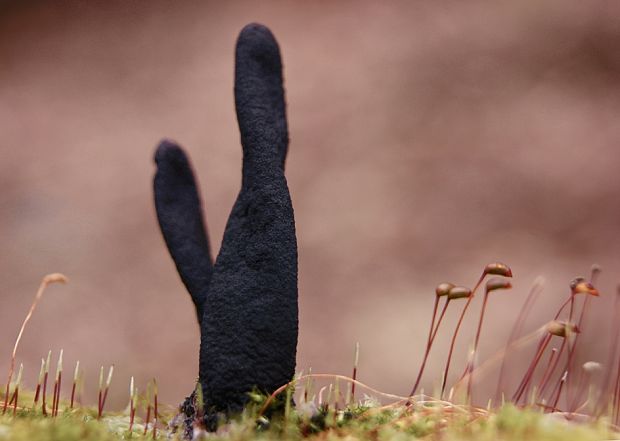 drevnatec štíhly Xylaria longipes Nitschke