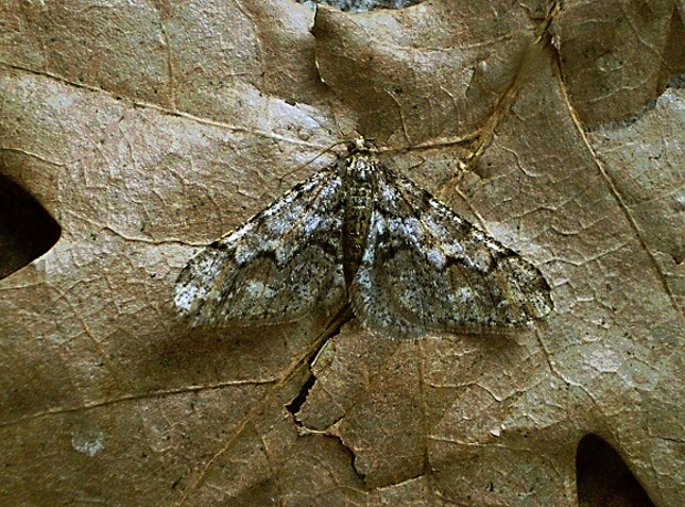 piadivka osiková  Agriopis leucophaearia Denis & Schiffermüller