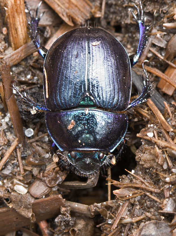 lajniak lesný  Anoplotrupes stercorosus