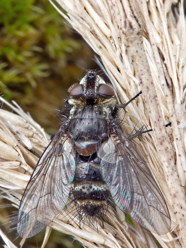 TACHINIDAE Aplomya confinis?