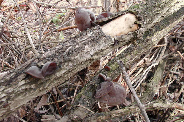 uchovec bazový Auricularia auricula-judae (Bull.) Quél.