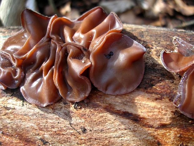 uchovec bazový Auricularia auricula-judae (Bull.) Quél.