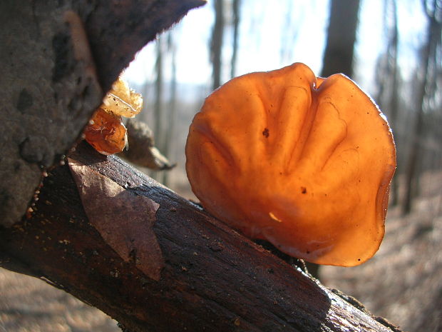 uchovec bazový Auricularia auricula-judae (Bull.) Quél.