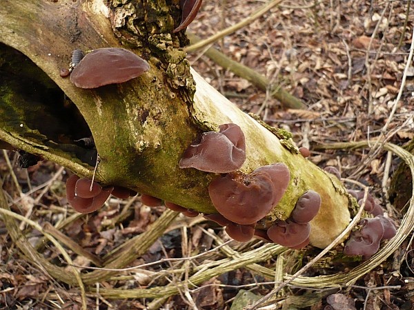 uchovec bazový Auricularia auricula-judae (Bull.) Quél.