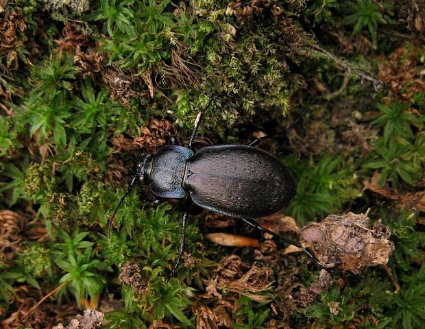 bystruška hájna Carabus nemoralis O.F.Müller,1764