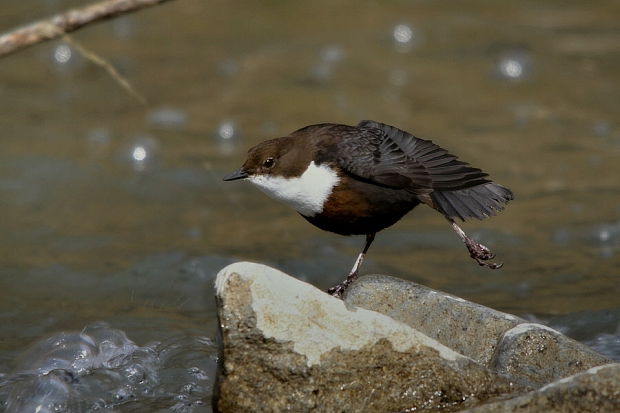 vodnár potočný Cinclus cinclus