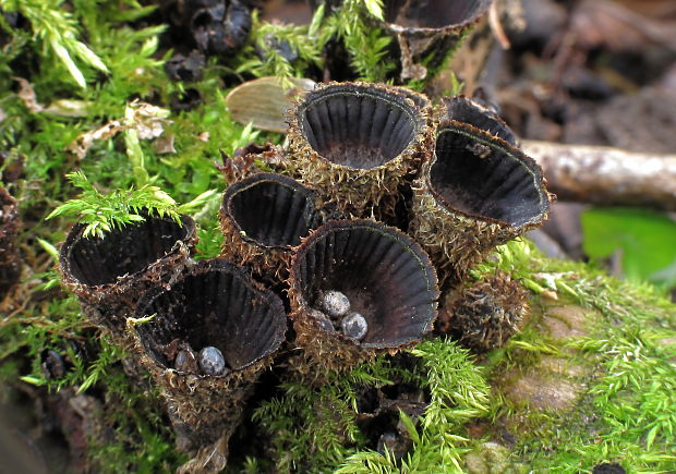 čiaškovec pásikavý Cyathus striatus (Huds.) Willd.