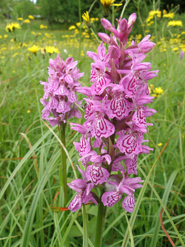 vstavačovec fuchsov pravý Dactylorhiza fuchsii subsp. fuchsii (Druce) Soó