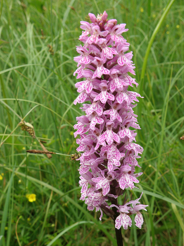 vstavačovec fuchsov pravý Dactylorhiza fuchsii subsp. fuchsii (Druce) Soó