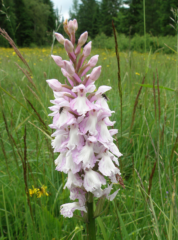 vstavačovec  Dactylorhiza sp.