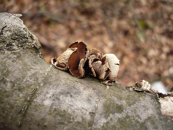 dutinovka otrubnatá Encoelia furfuracea (Roth) P. Karst.